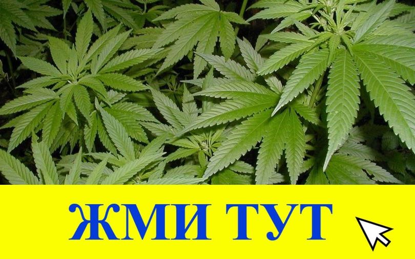 Купить наркотики в Торопеце